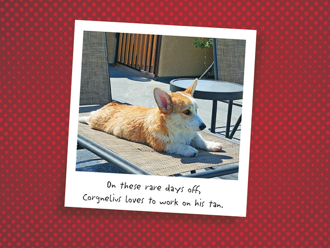 The Life of Corgnelius and Stumphrey The Cutest Corgis in the World - photo 45