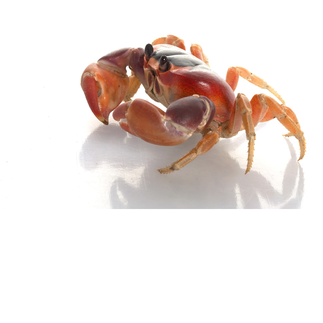 Moon Crab Patriot Crab Purple Hermit Crab - photo 12