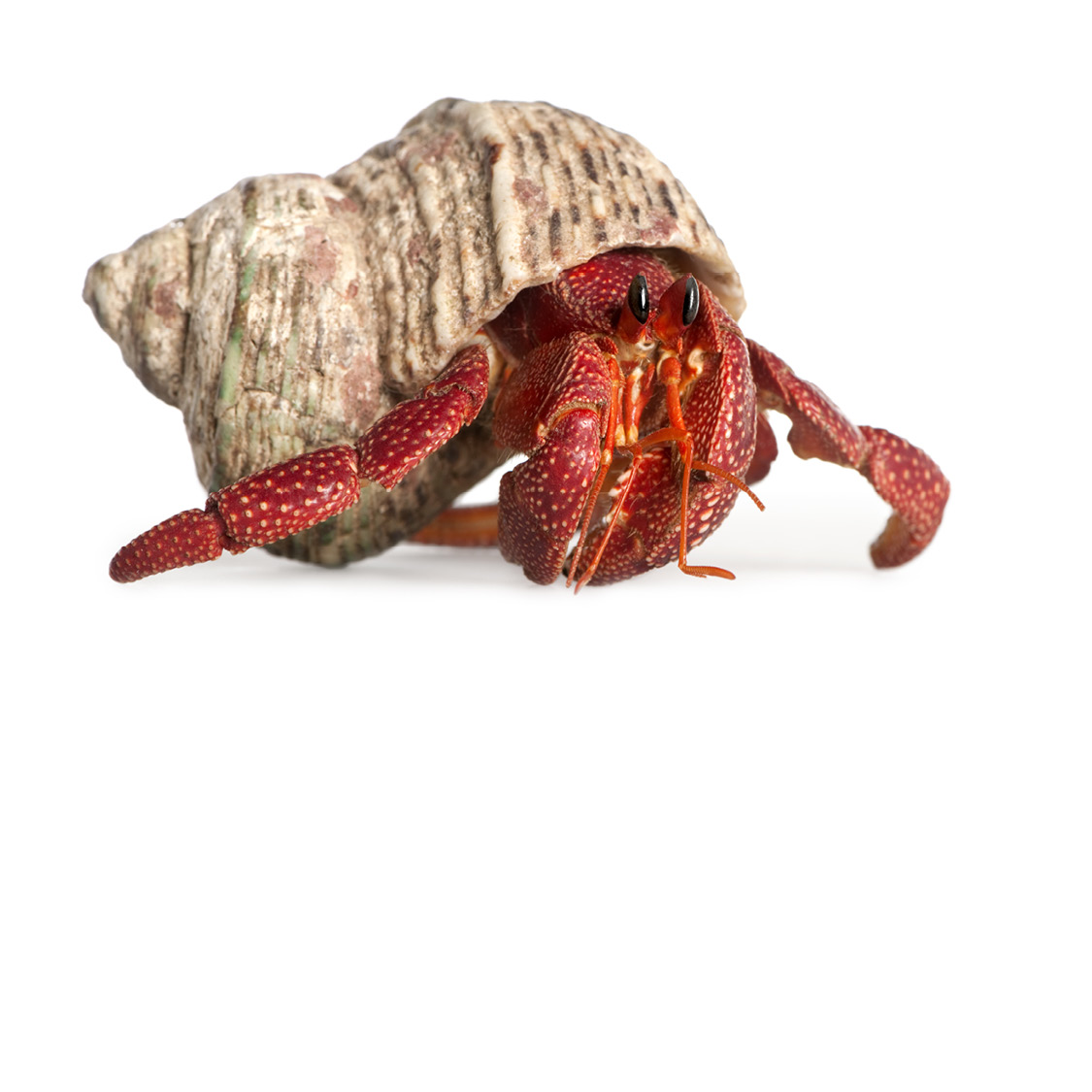 Hermit Crab Hermit Crab White Shell King Crab - photo 9