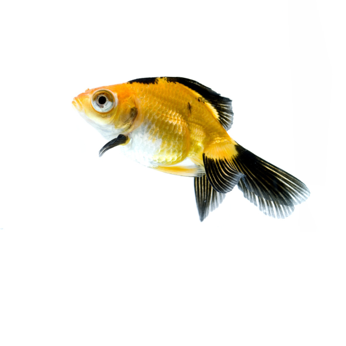 Goldfish Guppy Koi - photo 44