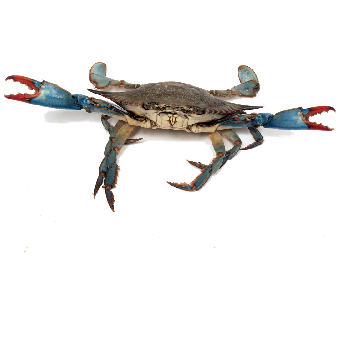 Blue Crab Fighting Black Crab Fighting Blue King Crab - photo 4