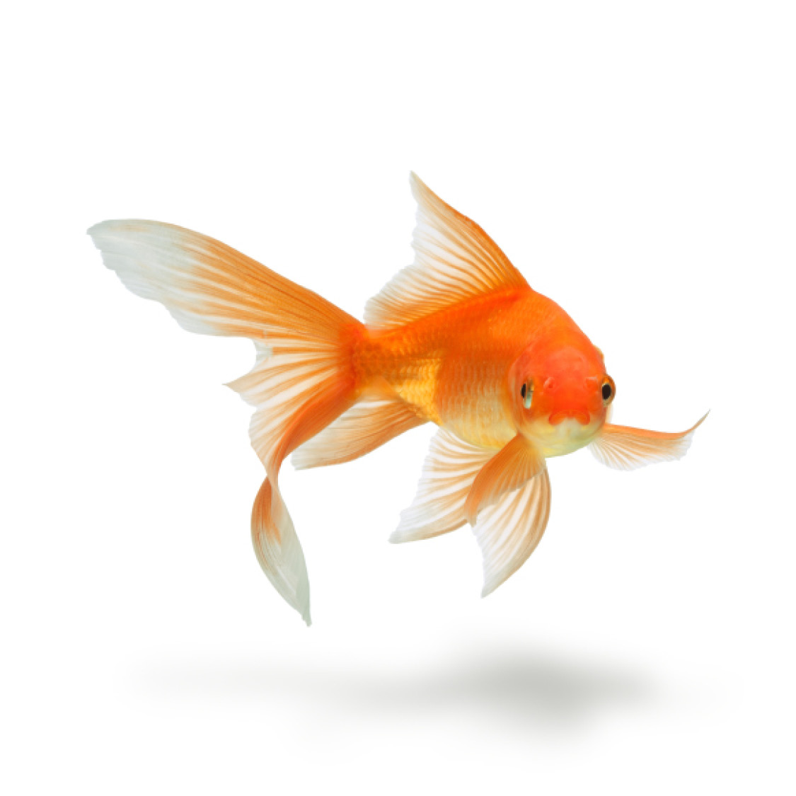 Goldfish Goldfish Guppy - photo 43