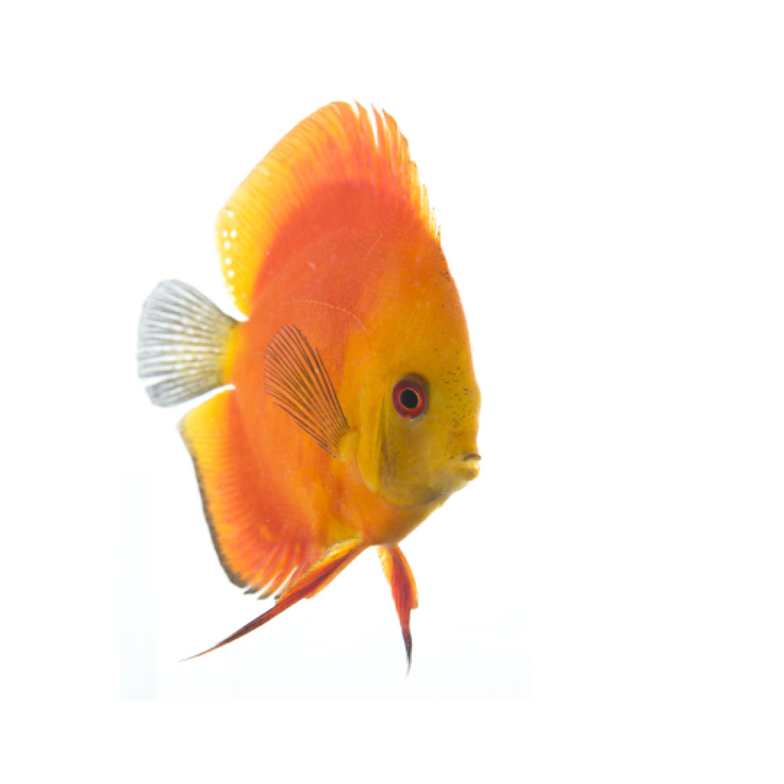 Golden Discus Fish Goldfish Goldfish - photo 42