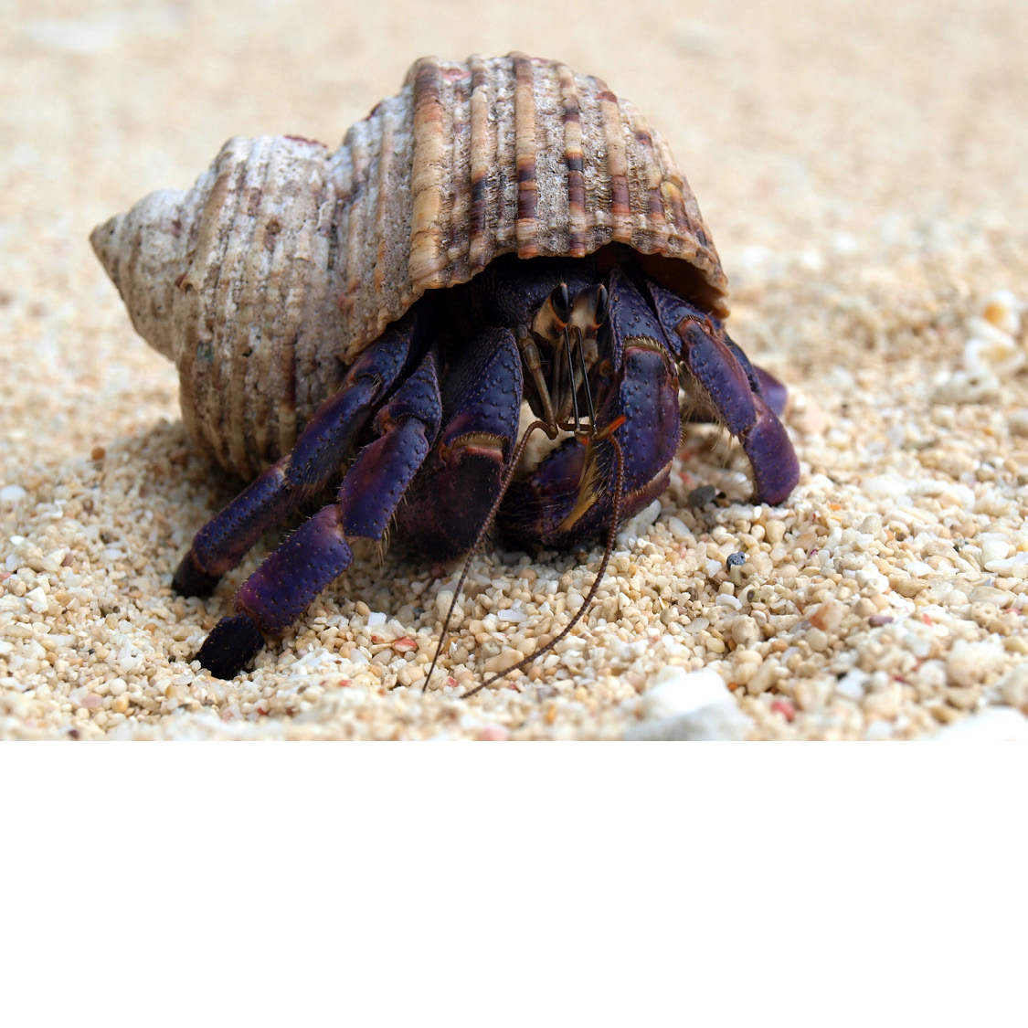 Purple Hermit Crab Rainbow Crab Red Land Crab - photo 14