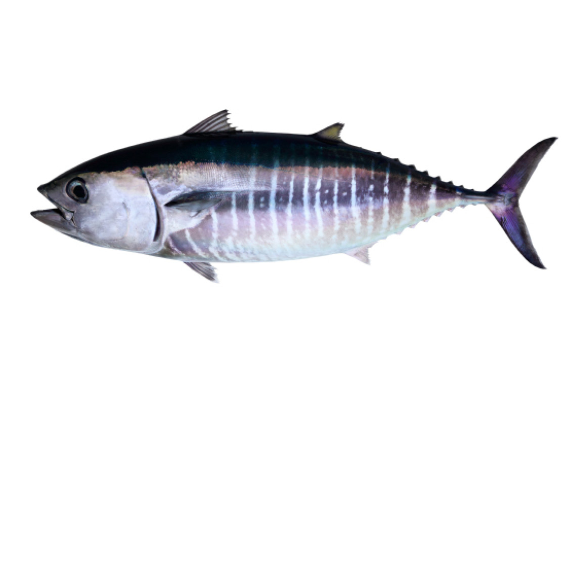 Bluefin Tuna Bullhead Fish Carp - photo 26