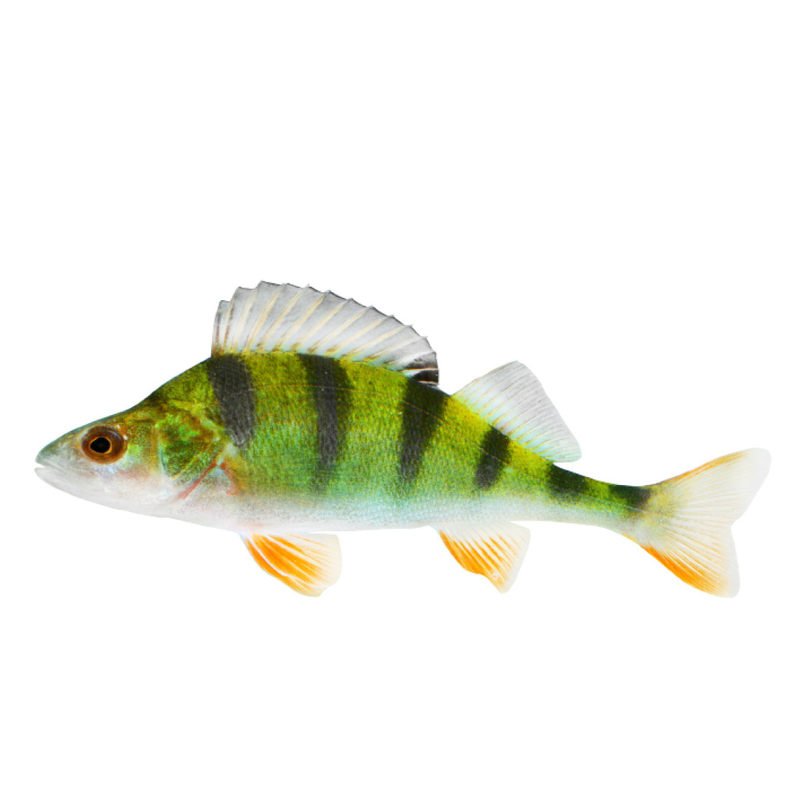 European Perch Flame Goldfish Flounder - photo 37