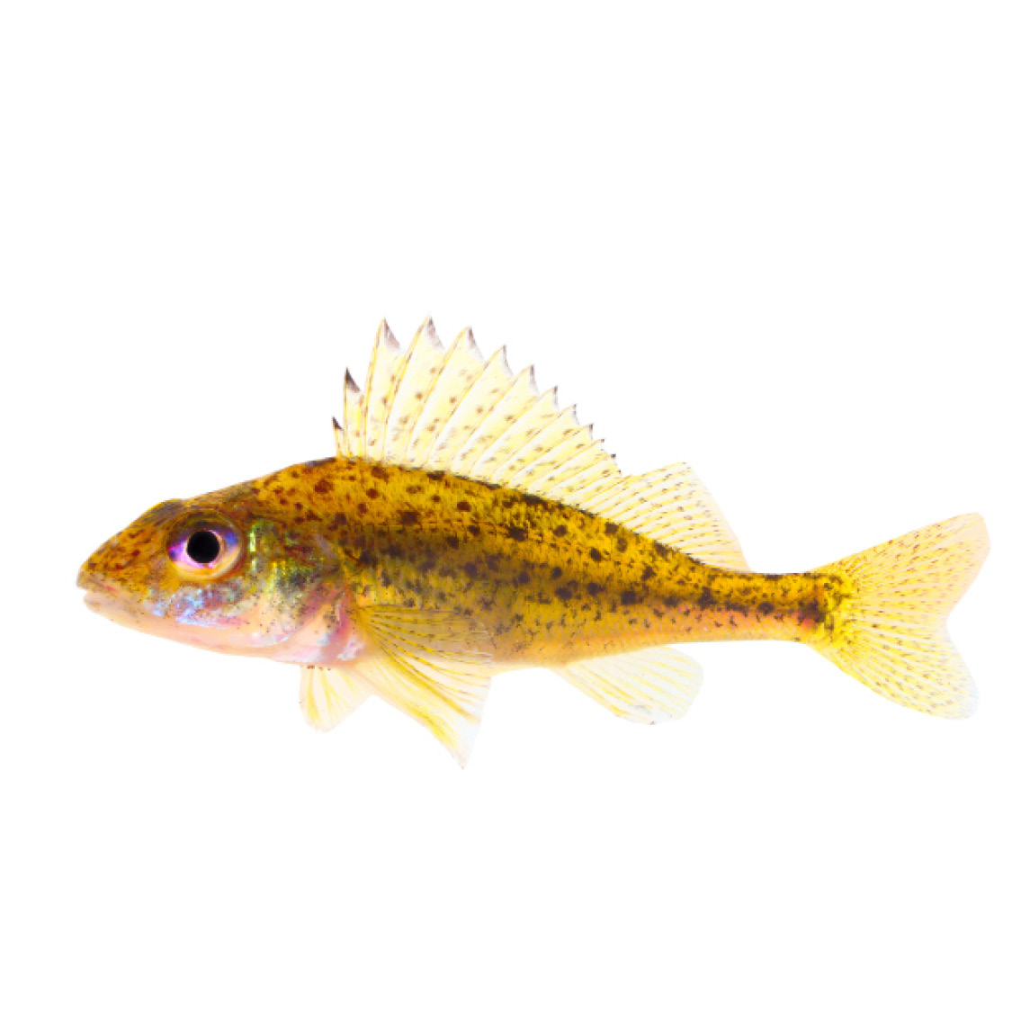 Eurasian Ruffe European Perch Flame Goldfish - photo 36