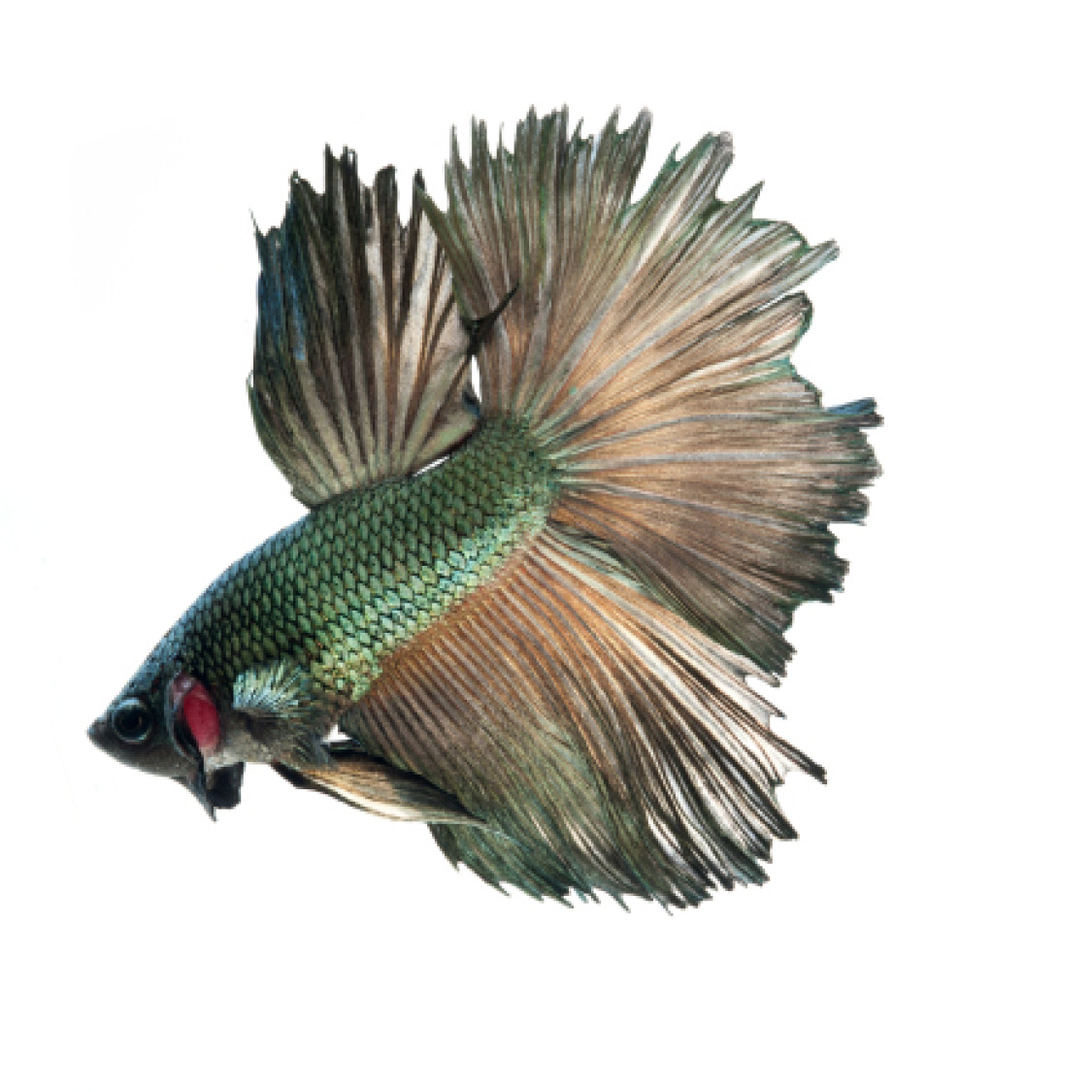 Green Asian Betta Fish Black Goldfish Blue Tuna - photo 22