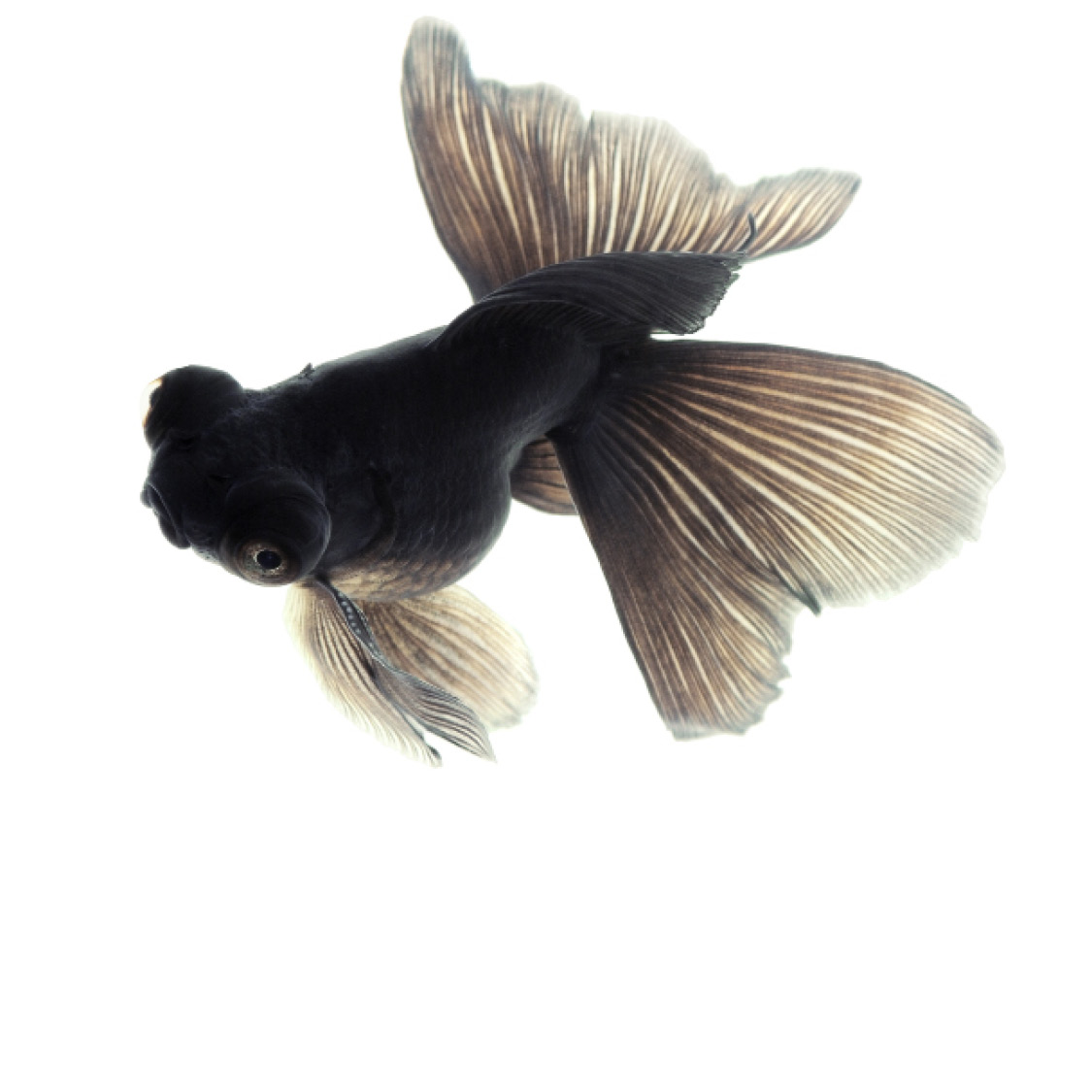 Black Goldfish Blue Tuna Blueface Angelfish - photo 23