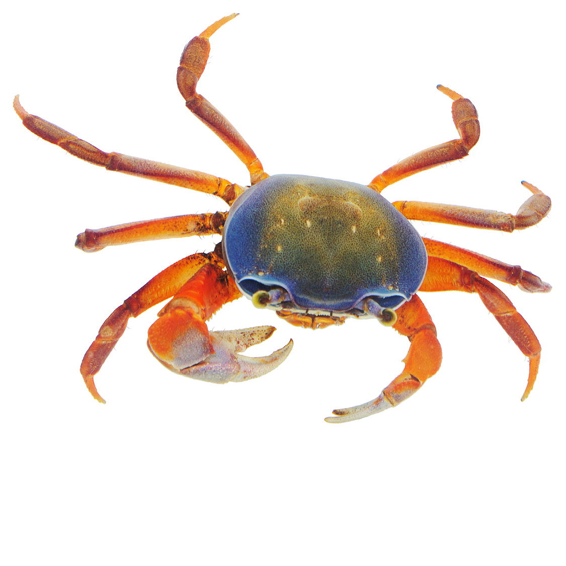 Patriot Crab Purple Hermit Crab Rainbow Crab - photo 13