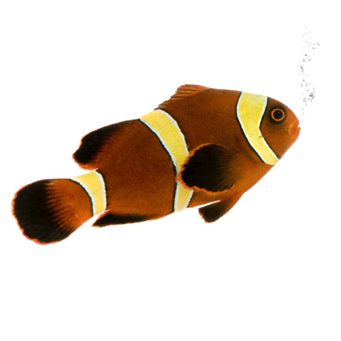 Gold Stripe Maroon Clownfish Golden Discus Fish Goldfish - photo 41