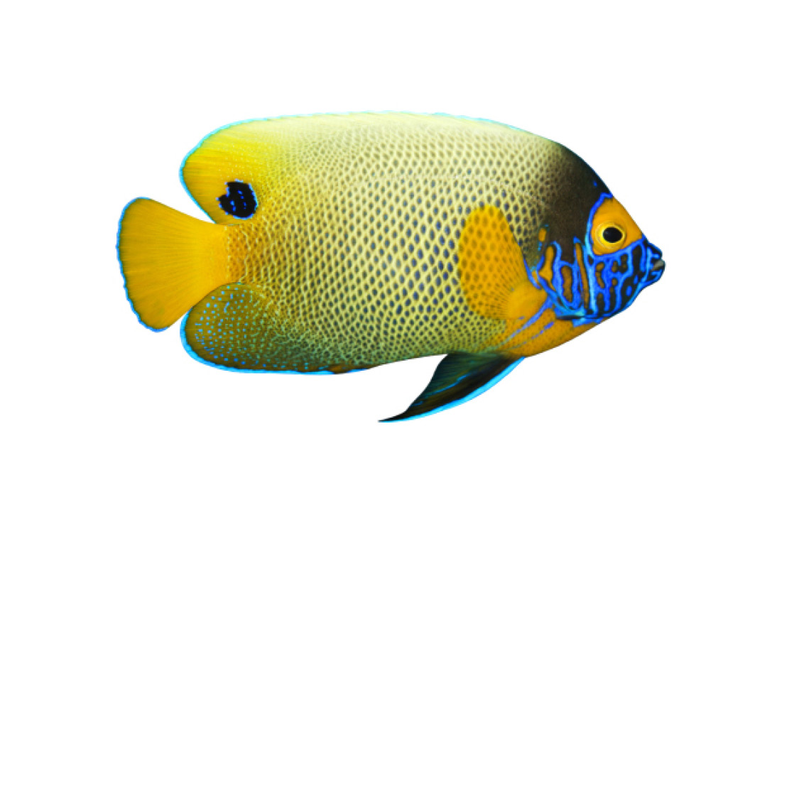 Blueface Angelfish Bluefin Tuna Bullhead Fish - photo 25