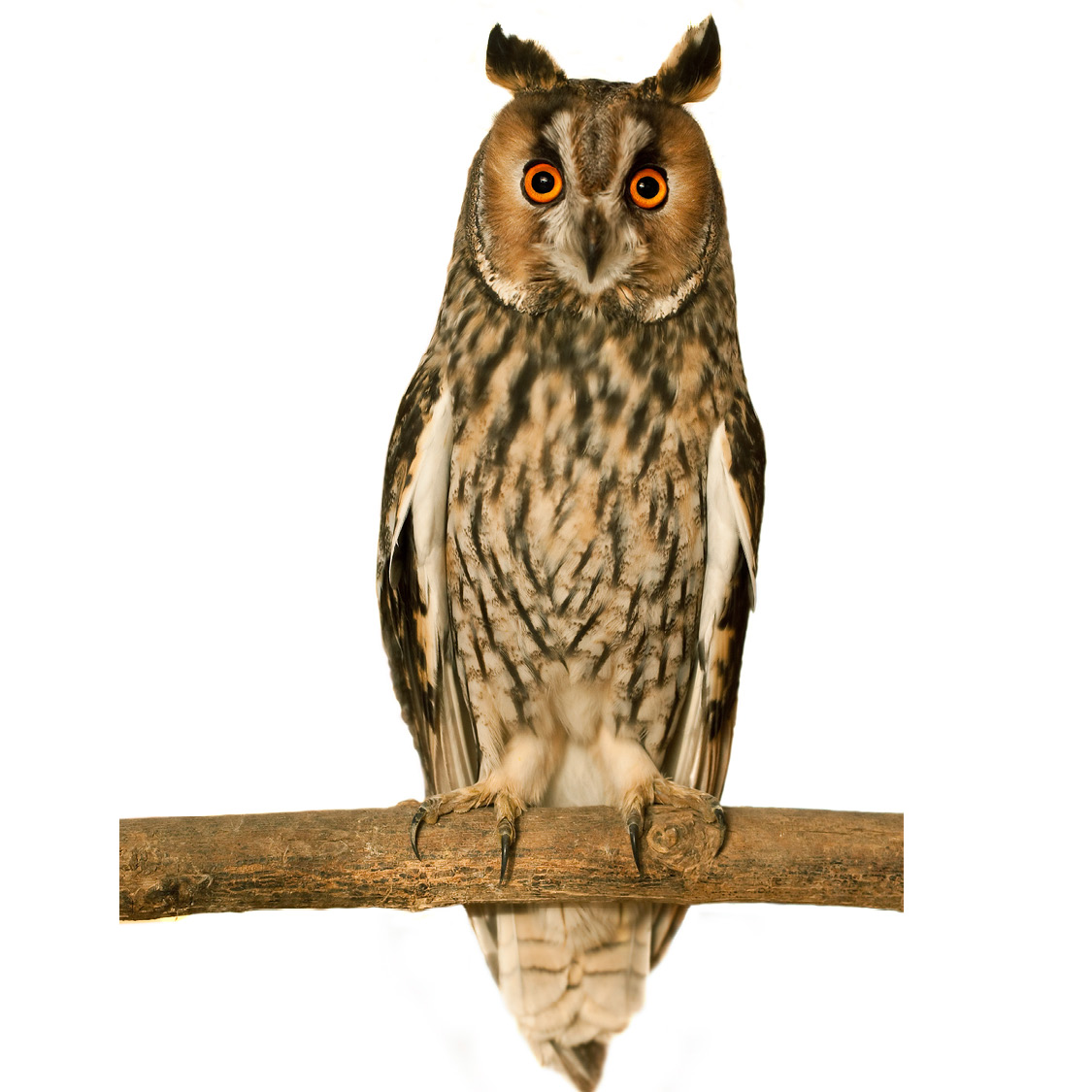Long-Eared Owl Owl European Female Owl and Owlet - photo 41