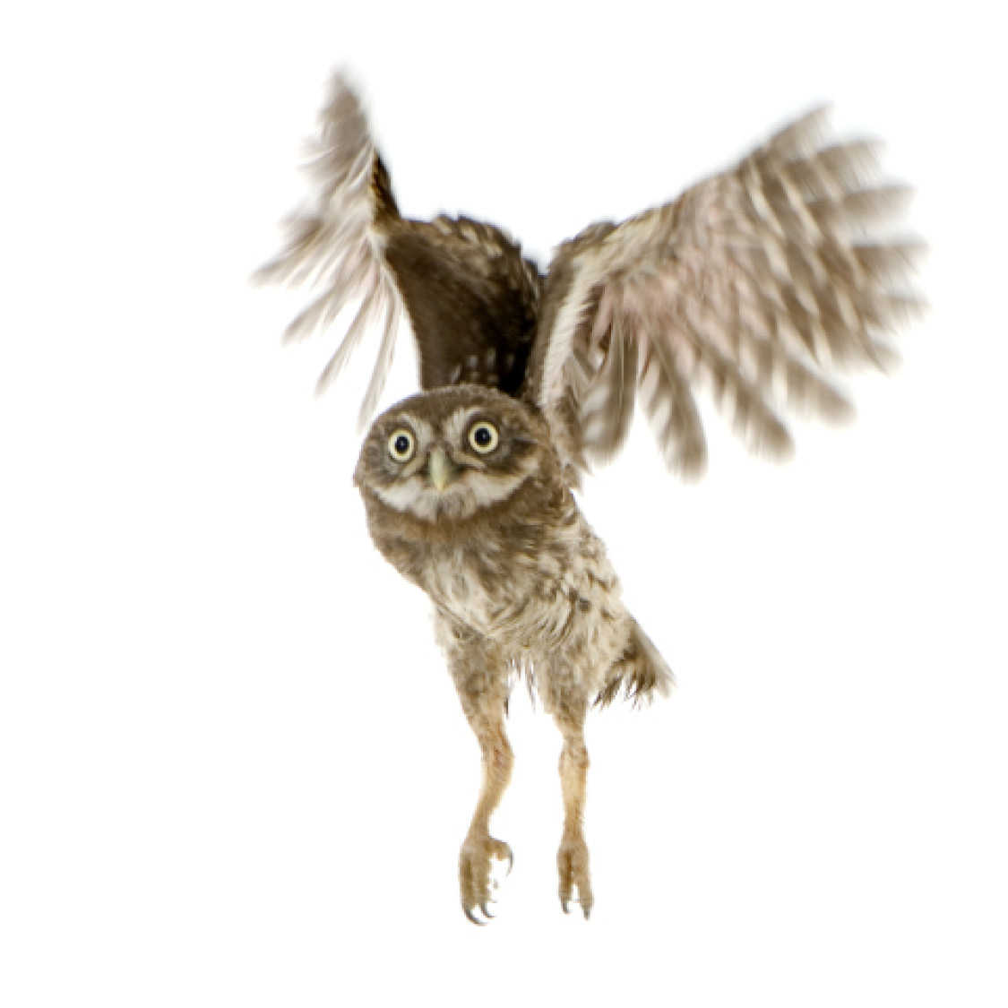 Juvenile Owl Long-Eared Owl Owl European - photo 40