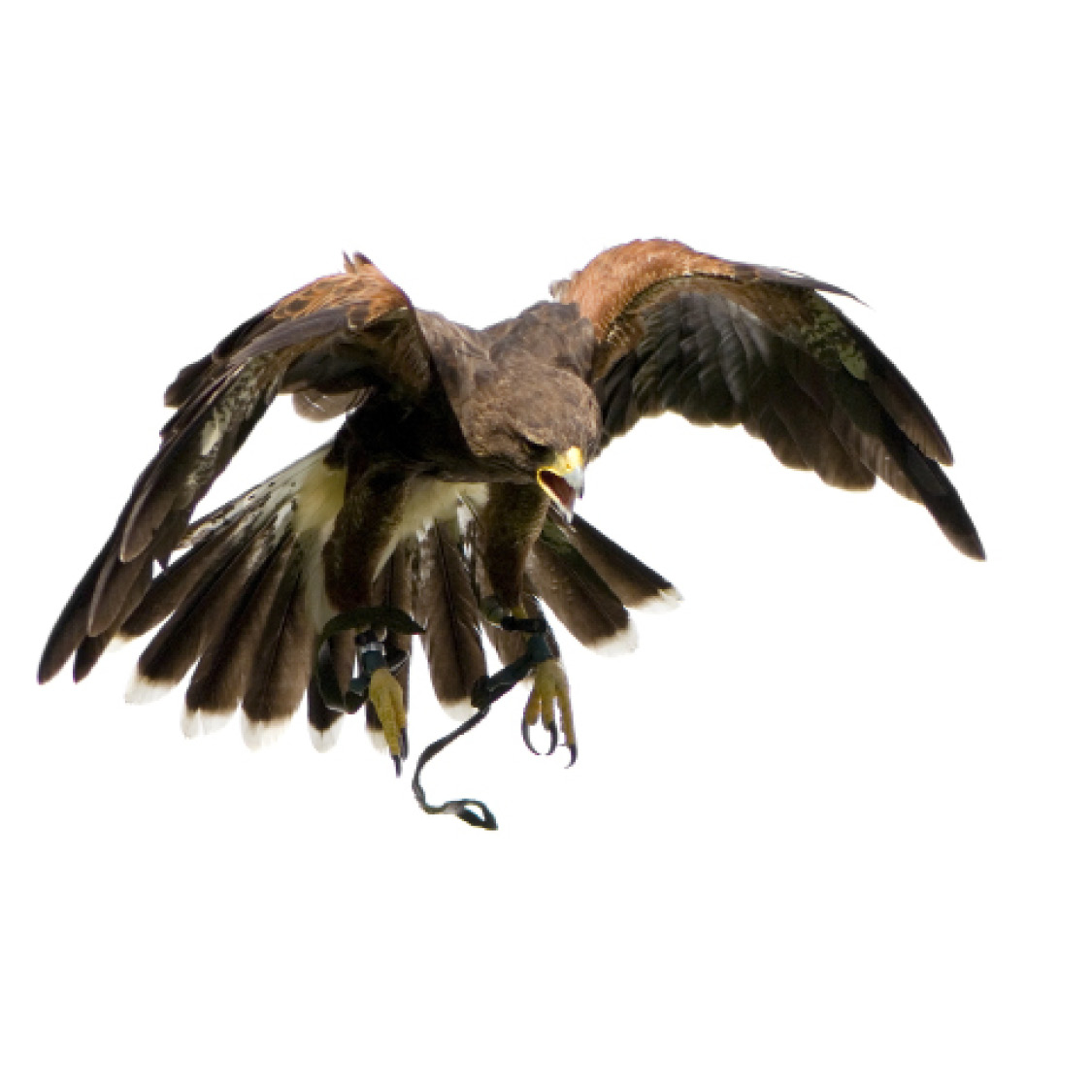 Harriss Hawk Hawk in Flight Horned Owl - photo 37