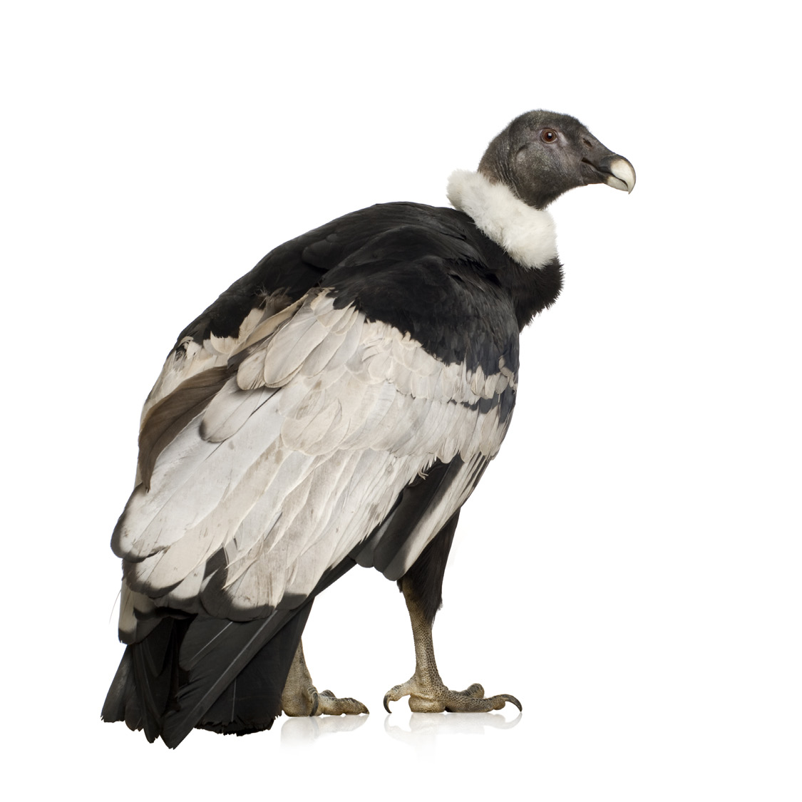 Andean Condor Asian Falcon Baby Turkey Vulture - photo 25