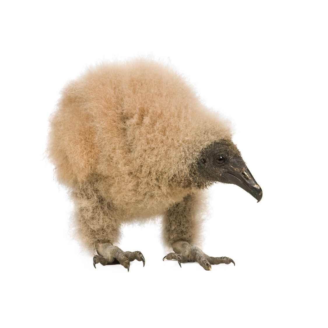 Baby Turkey Vulture Bald Eagle Bateleur - photo 27