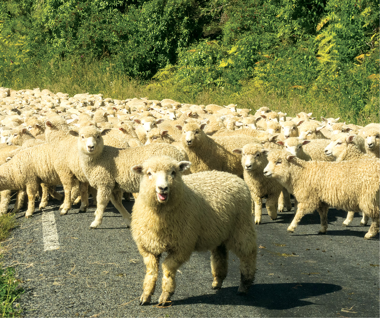 In a country this lightly populated sheep are more likely to cause traffic - photo 8