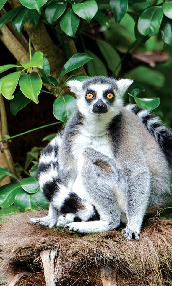 A lemur at the world-class Auckland Zoo A museum of gardening the - photo 12