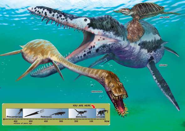 Ichthyosaurs ICK-thee-uh-sorz or fish-lizards developed bodies shaped like - photo 16