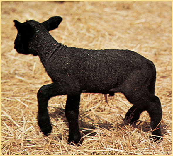 Emmy stood on a rock and watched them follow their mothers into the barn - photo 10