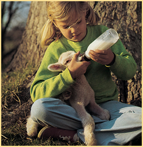 That evening Emmy heated milk for her lamb She sat down under the maple tree - photo 18