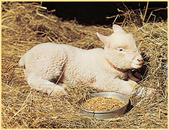 He was big enough to eat grain out of a dish His fleece had grown thick and - photo 24