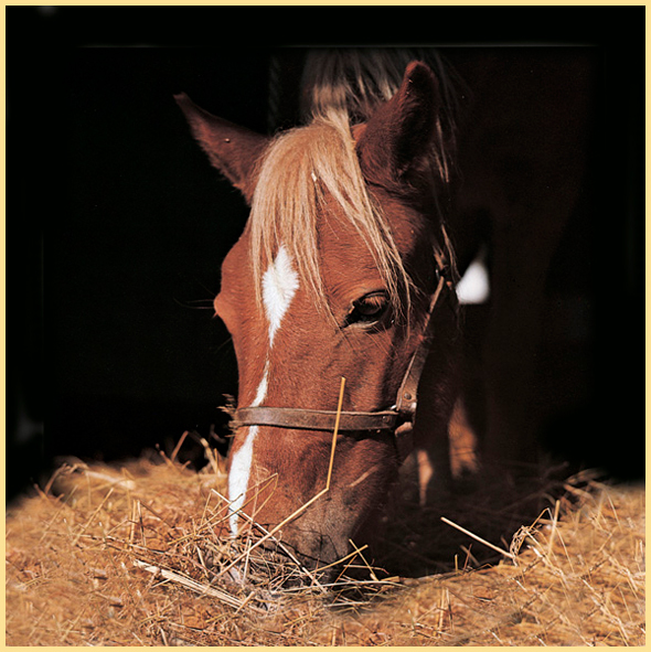 He slept in the barn curled up in the warm straw outside the horses stall - photo 26