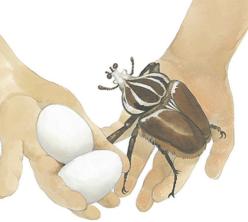 The heaviest bug is the goliath beetle of Africa How heavy is it Get two eggs - photo 8