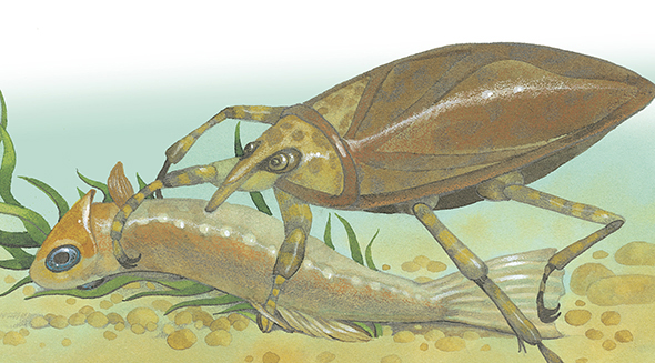 Giant waterbugs stab their victims and suck their blood like vampires The - photo 15