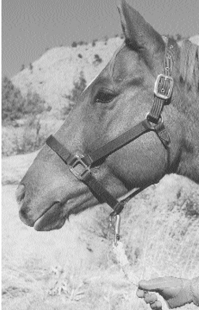 STEP STOOL When working on your horses mane if you need to get a birds-eye - photo 5