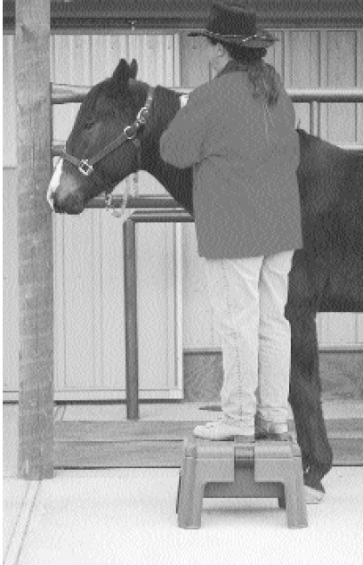 Holding a Horse for the Veterinarian When you are required to hold a horse for - photo 6