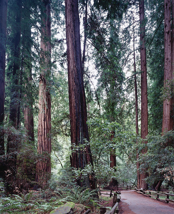 A trail beckons visitors into the cool recesses of Muir Woods Spring - photo 6