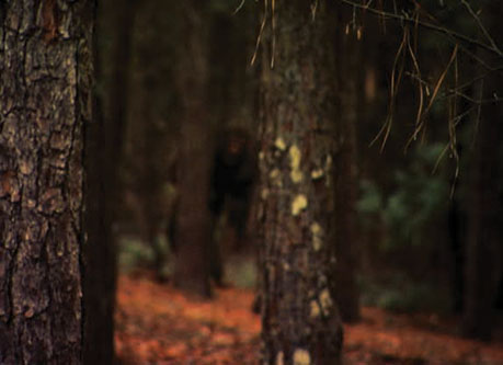 Finding Bigfoot Everything You Need to Know - image 4