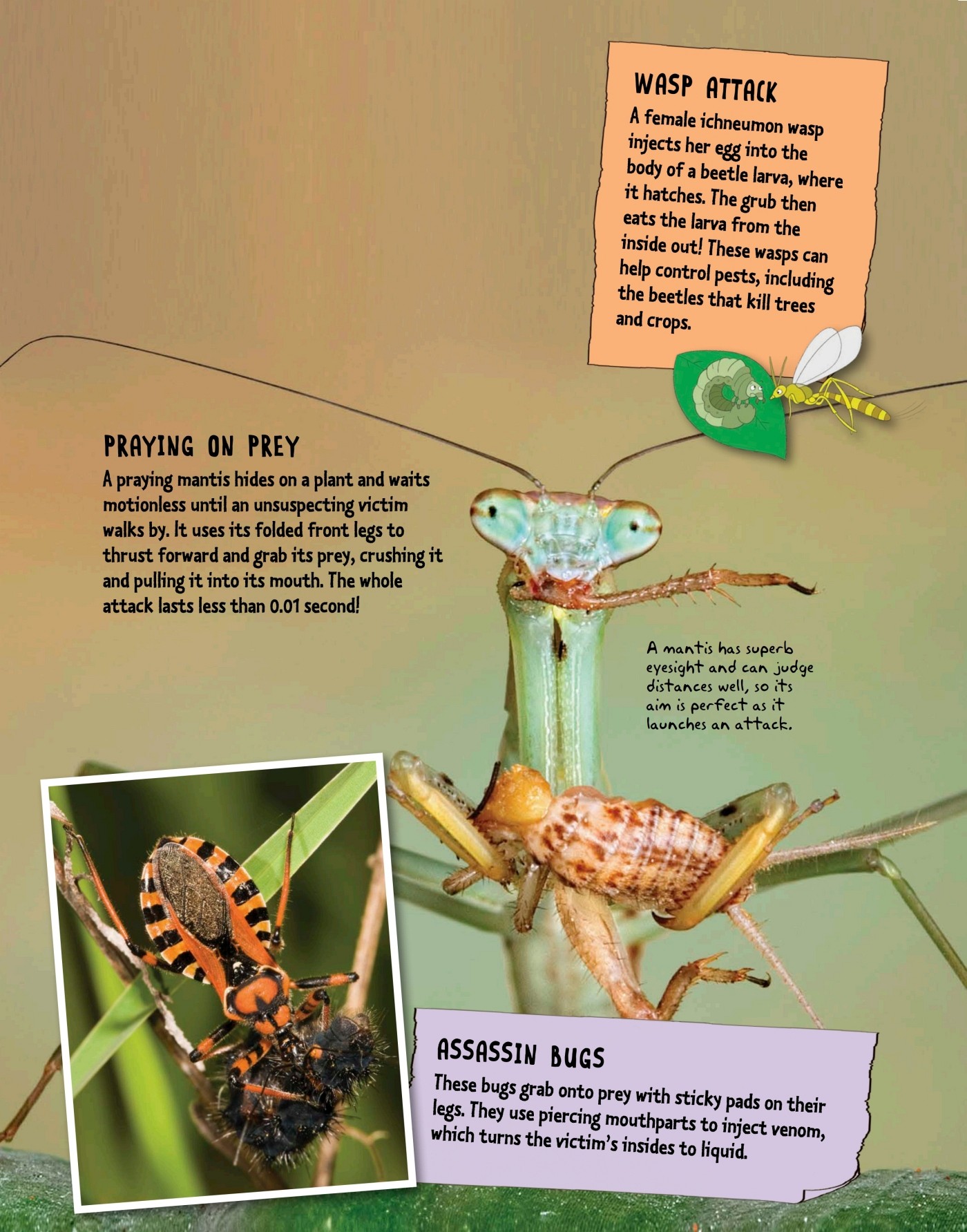 Body Basics Insects belong to a group of animals called arthropods An insects - photo 12