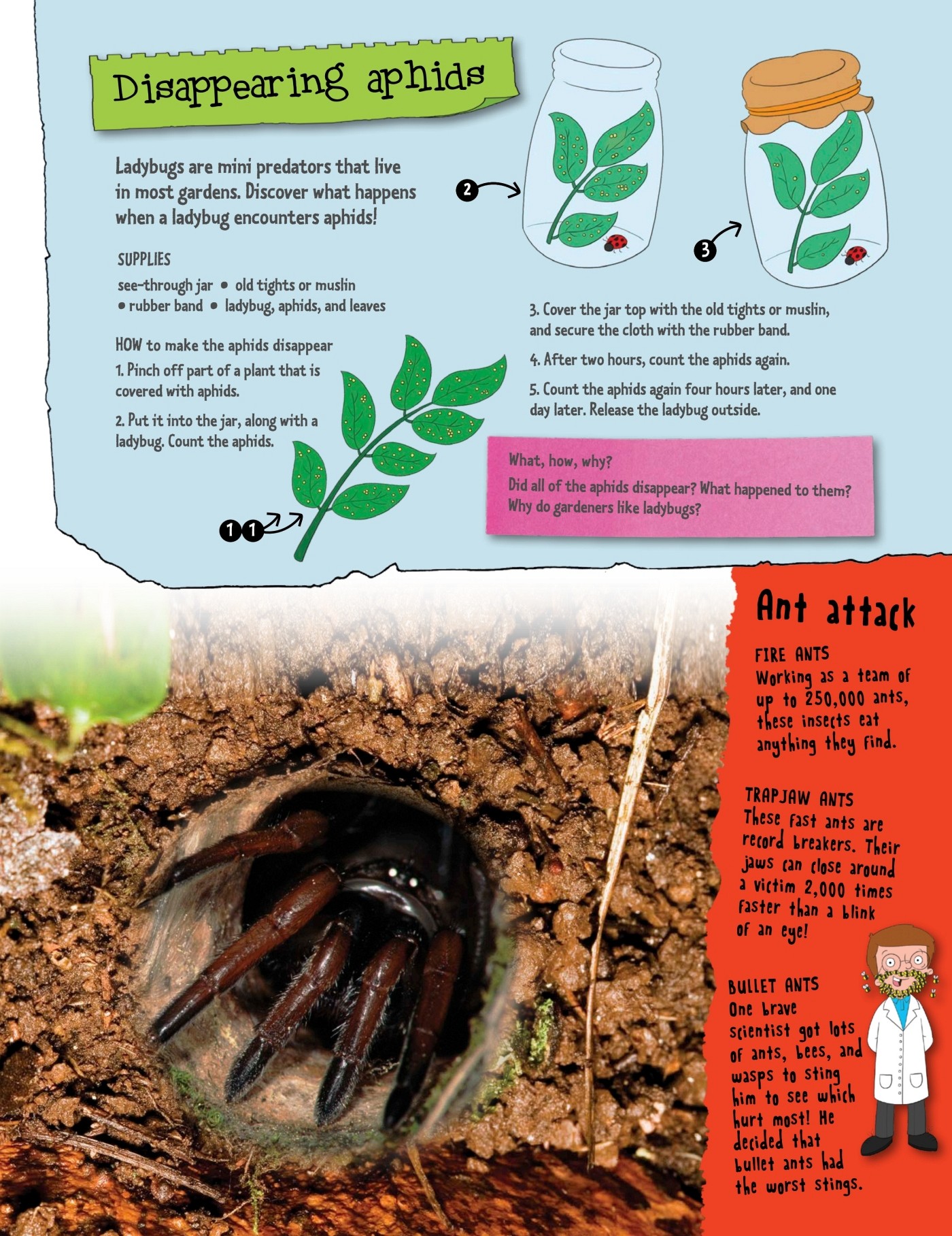 Body Basics Insects belong to a group of animals called arthropods An insects - photo 13