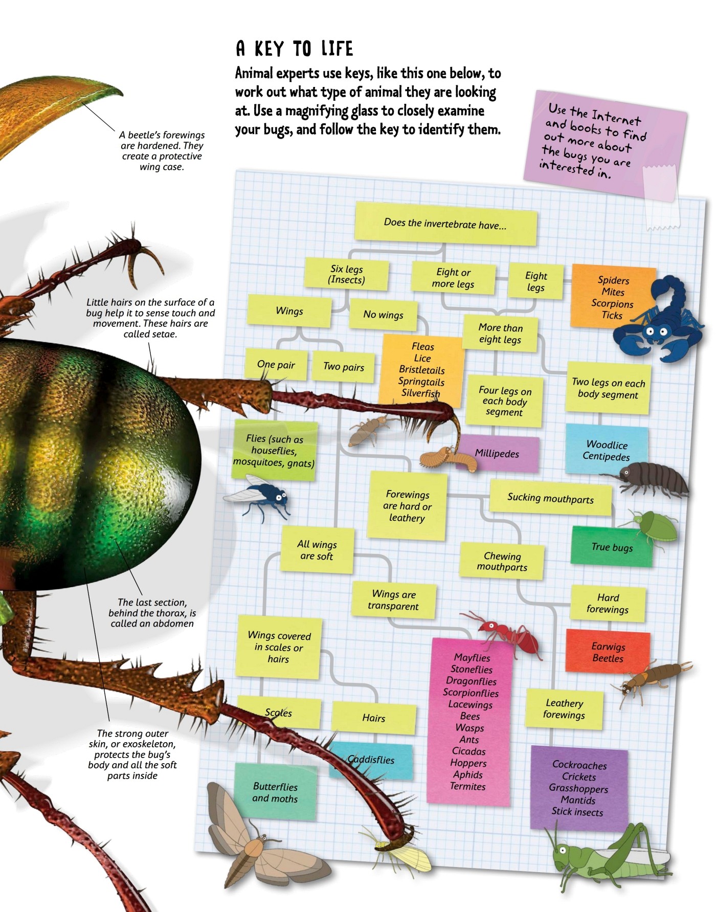 Record breakers Bugs come in all shapes and sizes Explore some extreme and - photo 15