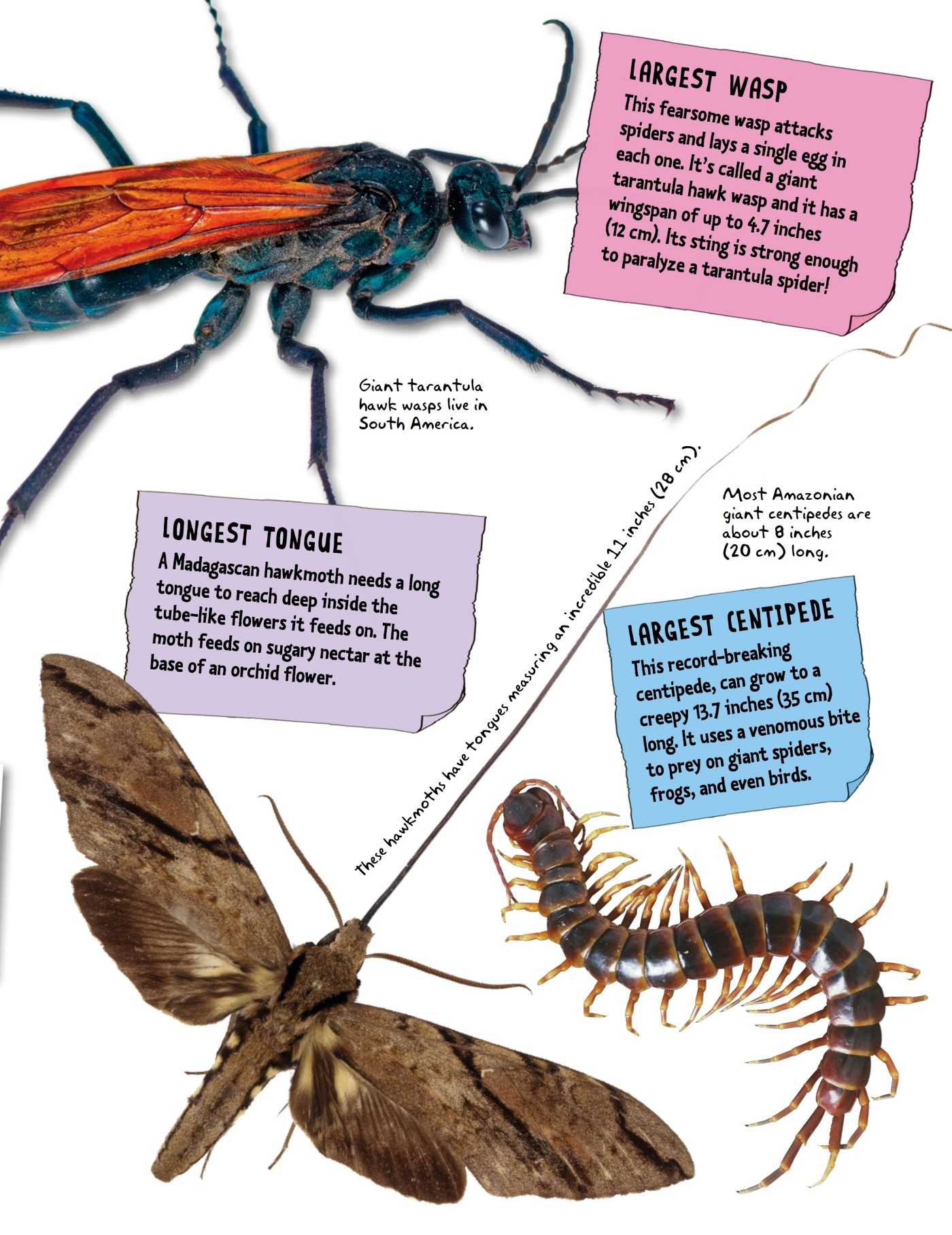 Defend or die Bugs use some extremely clever tricks to avoid being eaten - from - photo 17