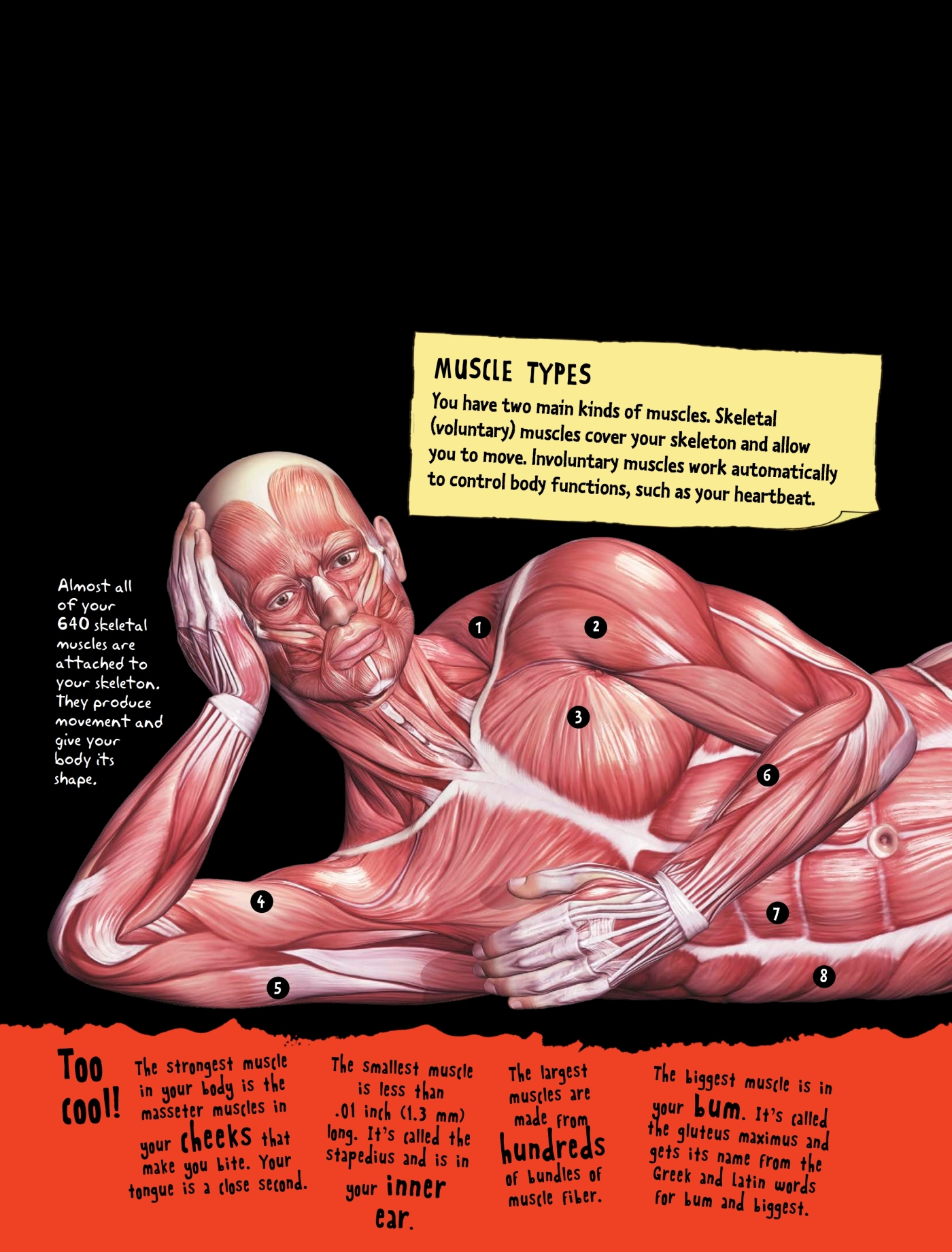 BONE IDOL Bones give your body a strong rigid but remarkably light framework - photo 14