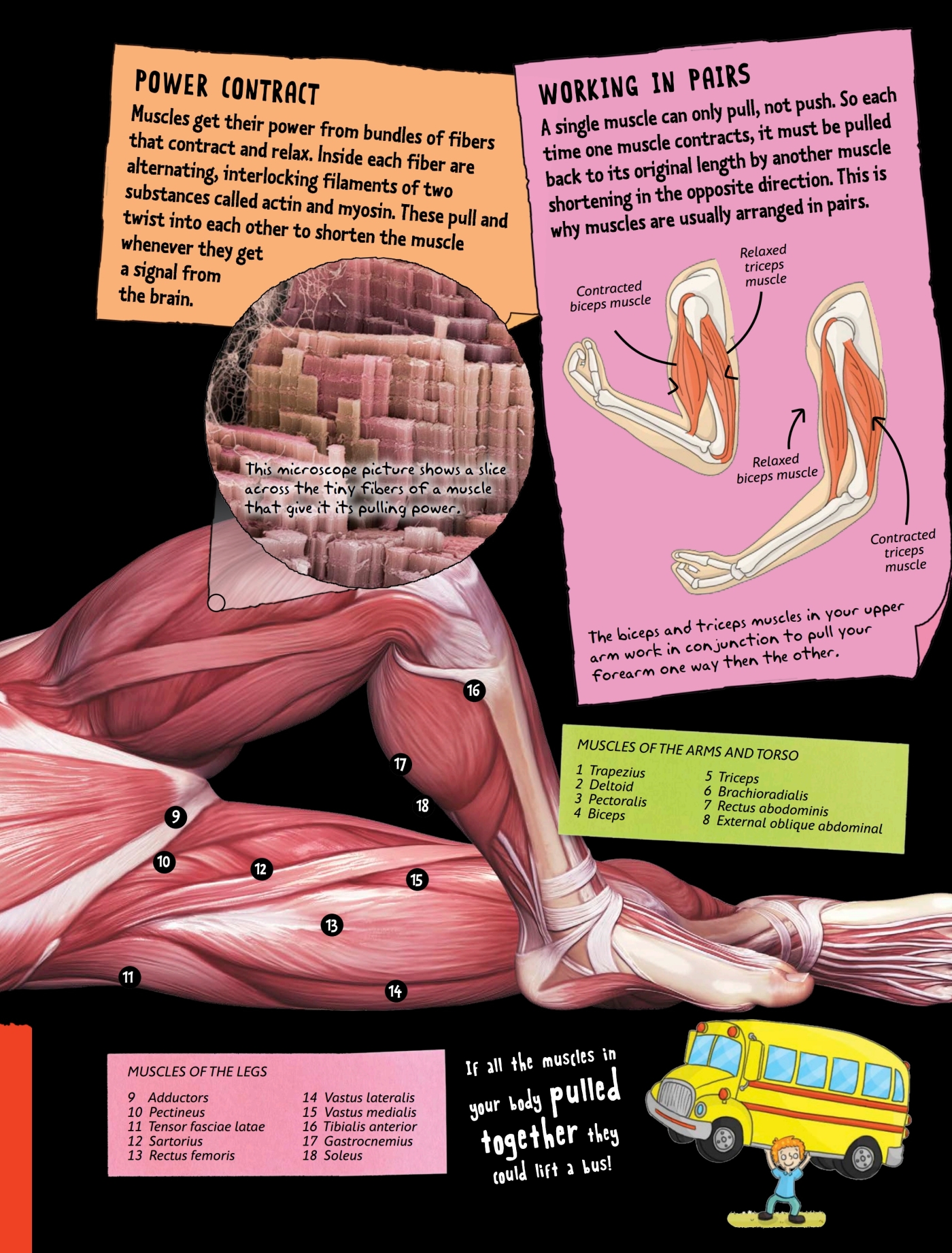 BONE IDOL Bones give your body a strong rigid but remarkably light framework - photo 15