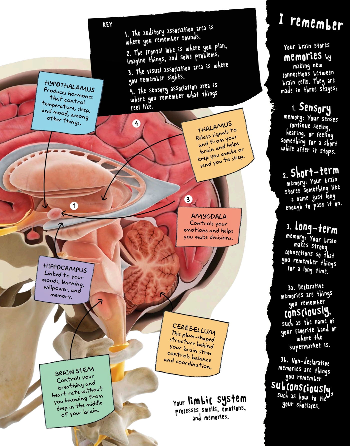 GET THE MESSAGE Your nervous system is your bodys control system Its like a - photo 21