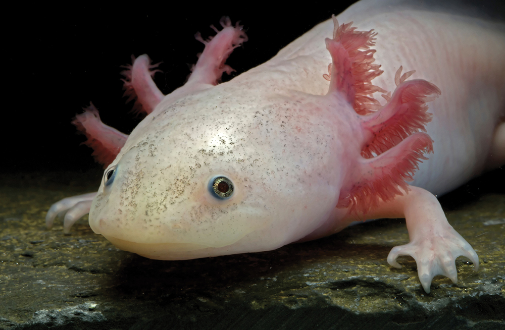 Scientists such as Karen Echeverri at the Marine Biological Laboratory in Woods - photo 4