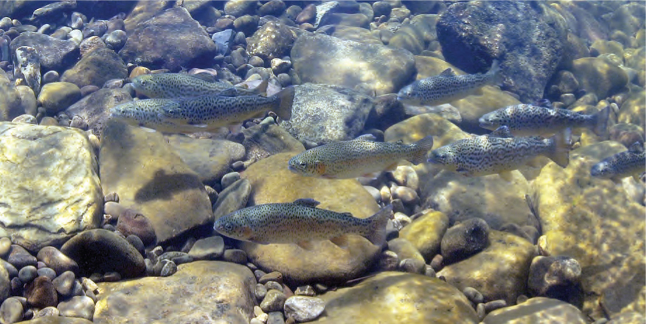 Stocked school of trout The river flowed hard and getting swept downstream - photo 1