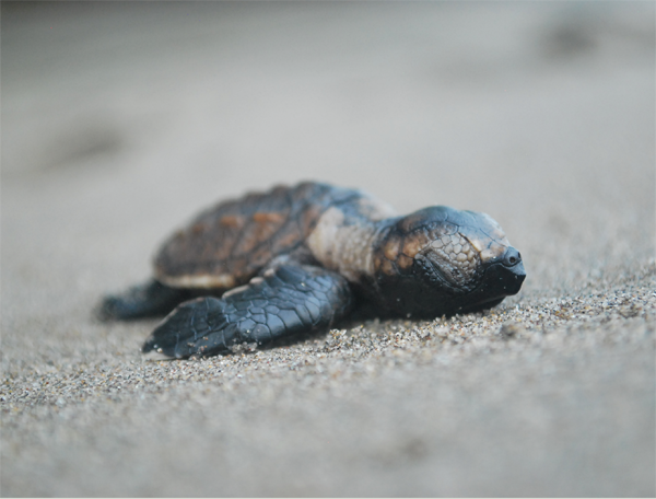 A hawksbill turtle hatchling shortly after emerging from the nest in El - photo 4