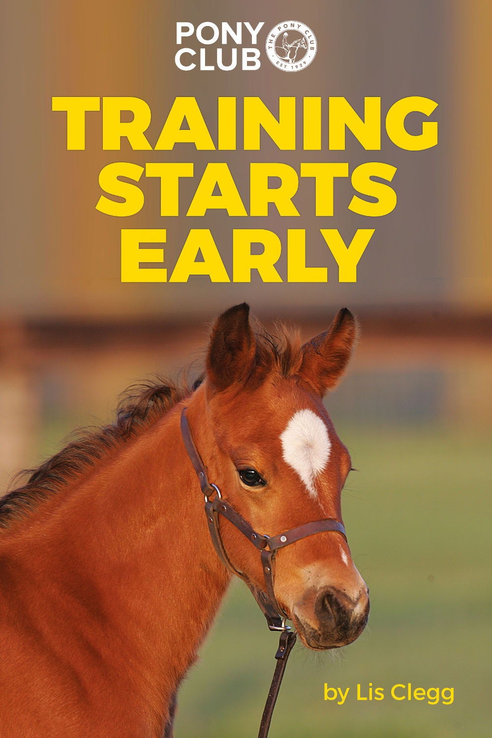Starting a horse is a long-term investment that takes patience and commitment - photo 1