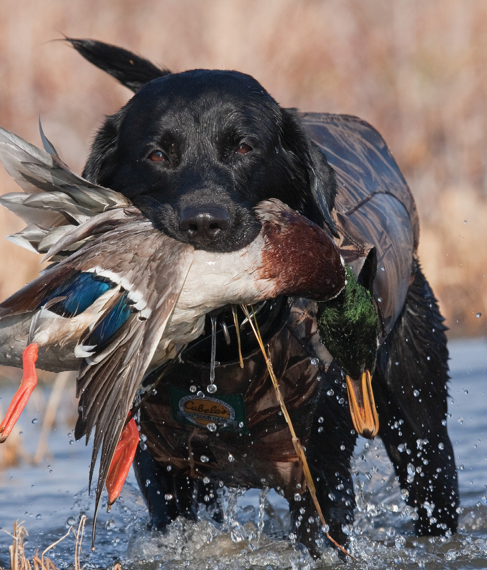 All of these qualities and characteristics are so ingrained in the Labrador - photo 6