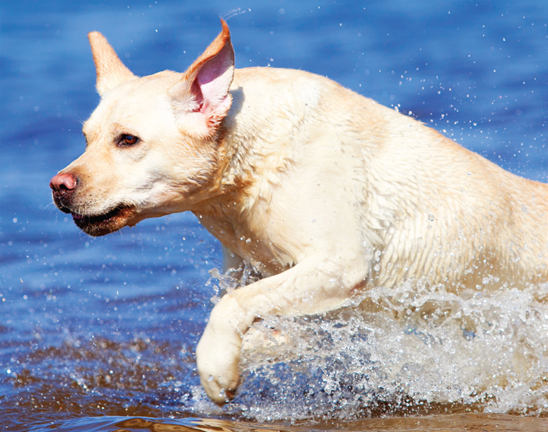 The earliest origins of the Labrador Retriever are thought to have developed - photo 2