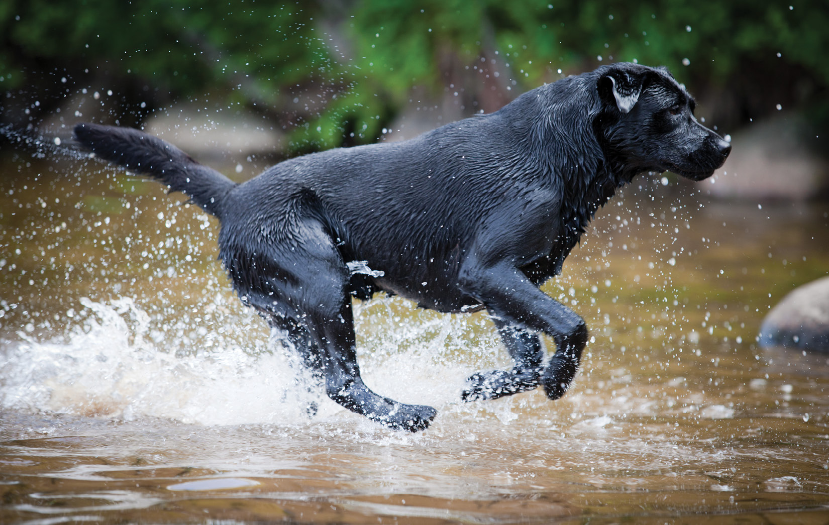 The Labrador Retrievers breeding and refinement that continued in England - photo 5