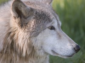 Off in the forest a gray animal tilted his muzzle toward the air and picked up - photo 4