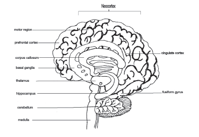 One of the ways in which psychologists have learned to draw labelled pictures - photo 3